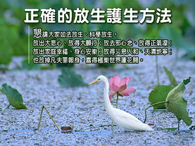 放生分为三品 放生分为三品