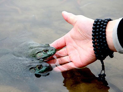 积极护生,如法放生 积极护生,如法放生