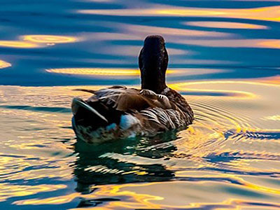 佛设五戒,以不杀第一 佛设五戒,以不杀第一