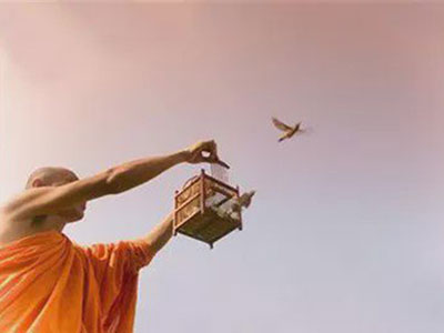 放生不可乱放 放生不可乱放