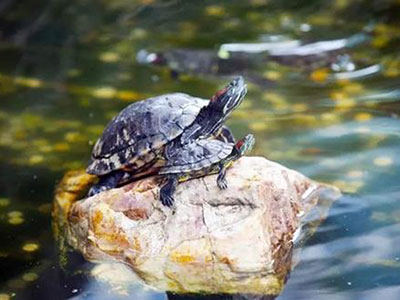 一切众生,皆有佛性,皆当作佛。 一切众生,皆有佛性,皆当作佛。