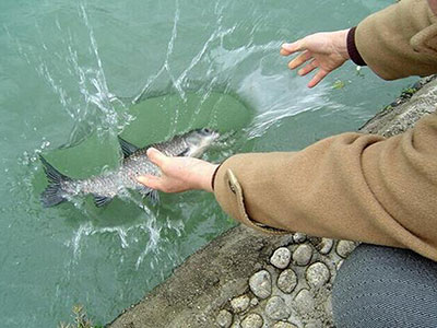 常行放生,天地鬼神必当降福 常行放生,天地鬼神必当降福