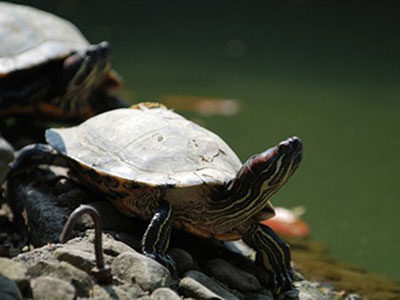 转劫浊成净土,莫过于放生 转劫浊成净土,莫过于放生