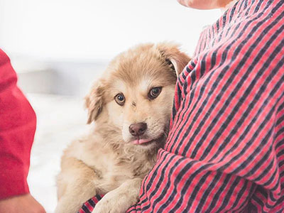 别小看为动物畜牲念一句咒语的功德 别小看为动物畜牲念一句咒语的功德