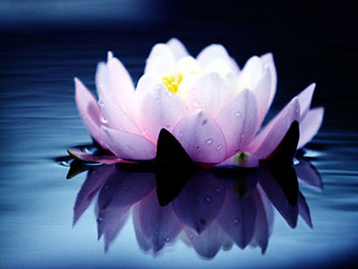 为什么要放生护生? 为什么要放生护生?