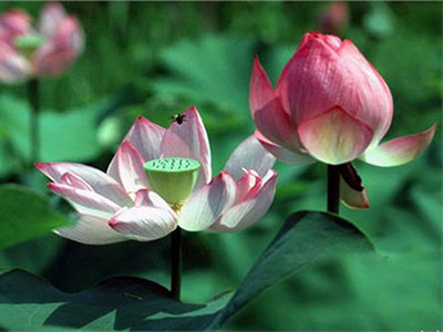 护生的习惯 | 谈吐篇 护生的习惯 | 谈吐篇